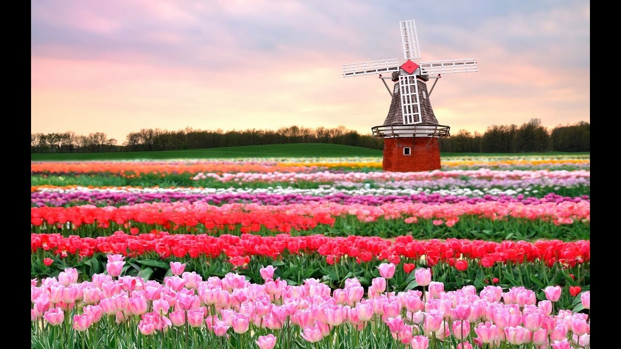 JARDIM KEUKENHOF HOLANDA - 2018