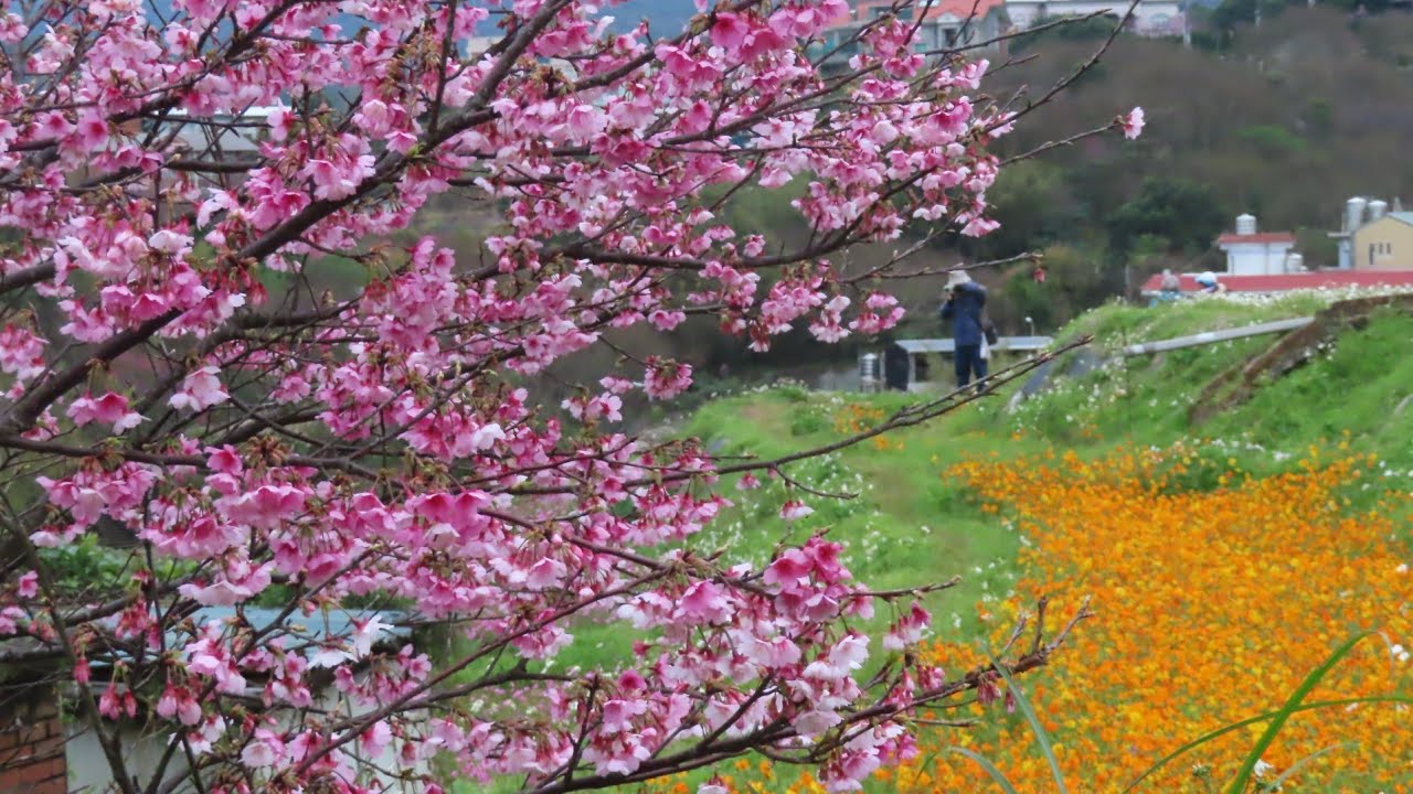 20260126漫步鵝尾山水梯田