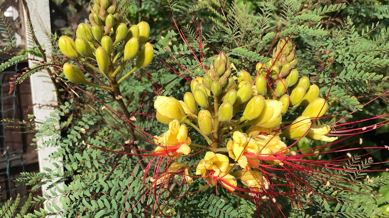 Caesalpinia Gilliesii, a closer look at my beautiful yellow bird of paradise flower