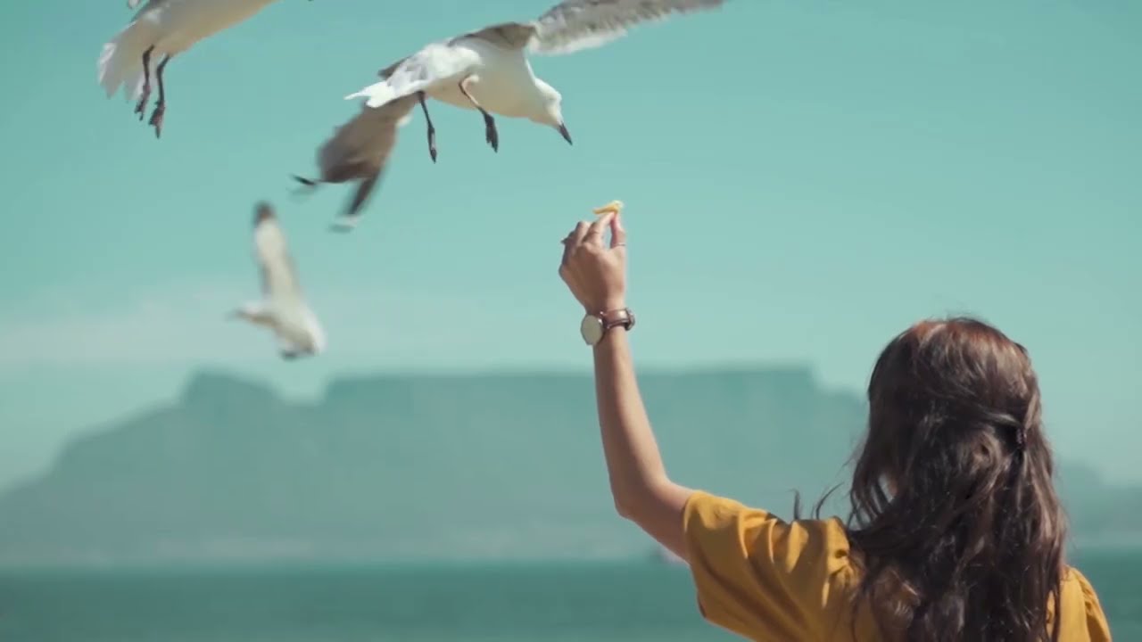 The World of Birds: A Journey with Paul Mauriat's Toccata