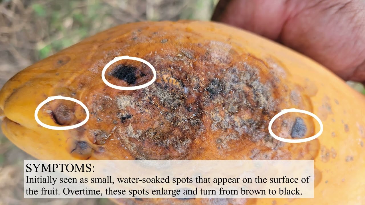 Preventing Anthracnose