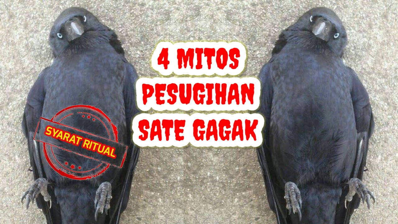 MITOS PESUGIHAN SATE GAGAK