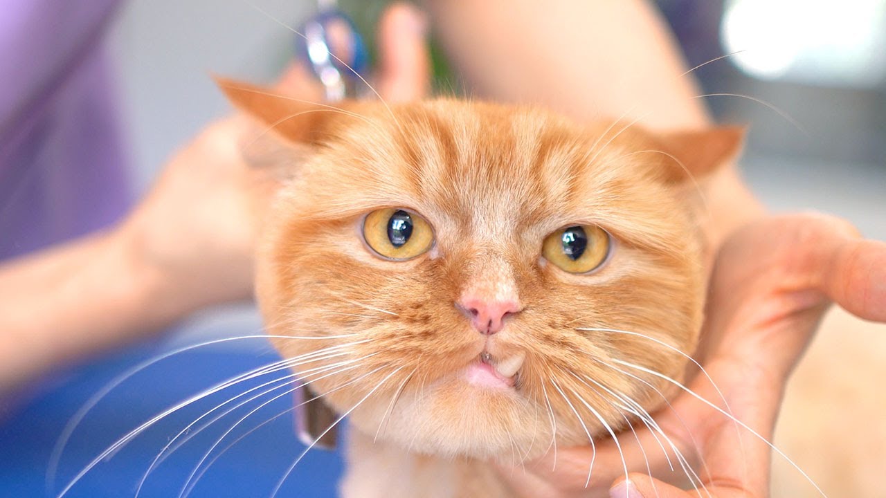Я не собираюсь кусать своим кривым зубом!!😻🛁✂️❤️