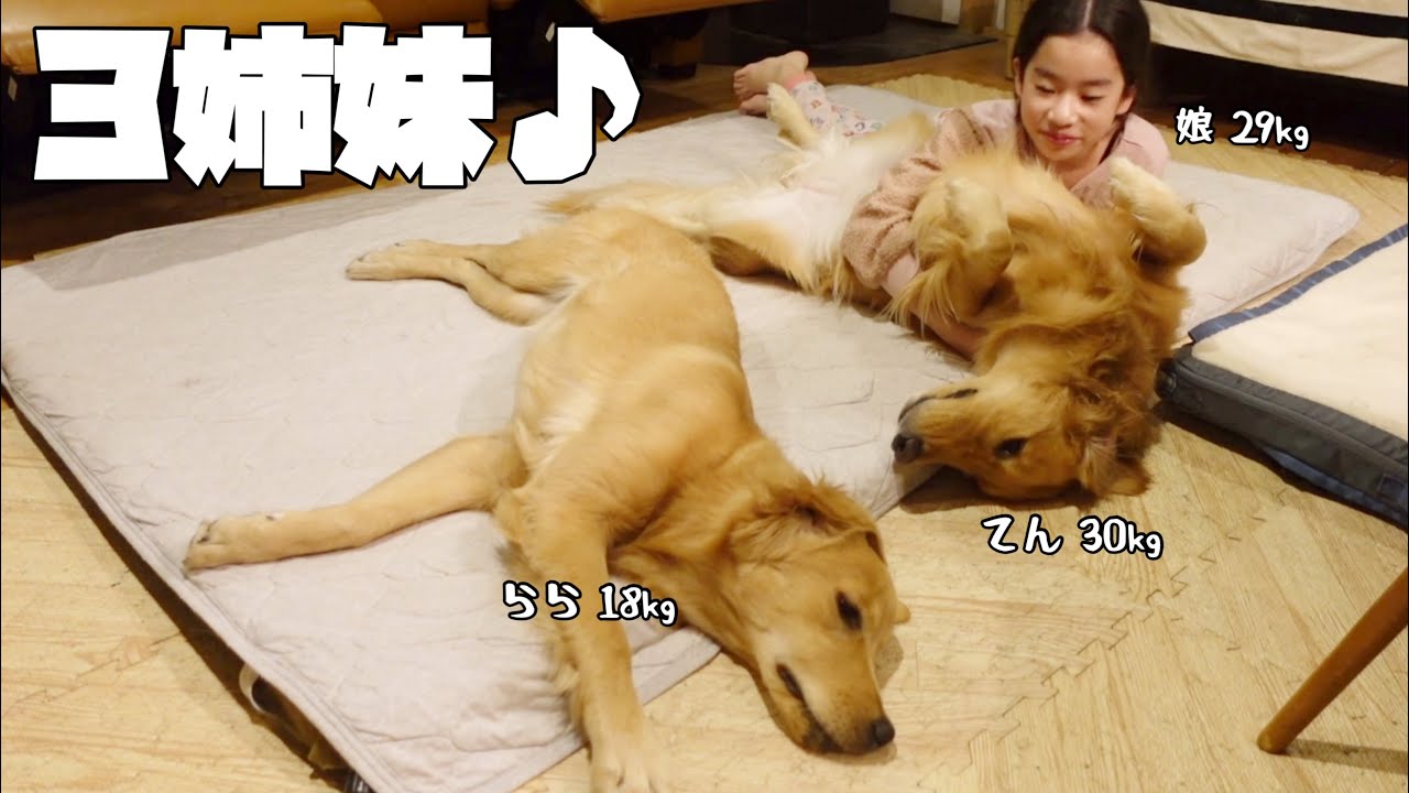 そろそろ同じ大きさになりそうな3姉妹の面白可愛いクリスマスの1日