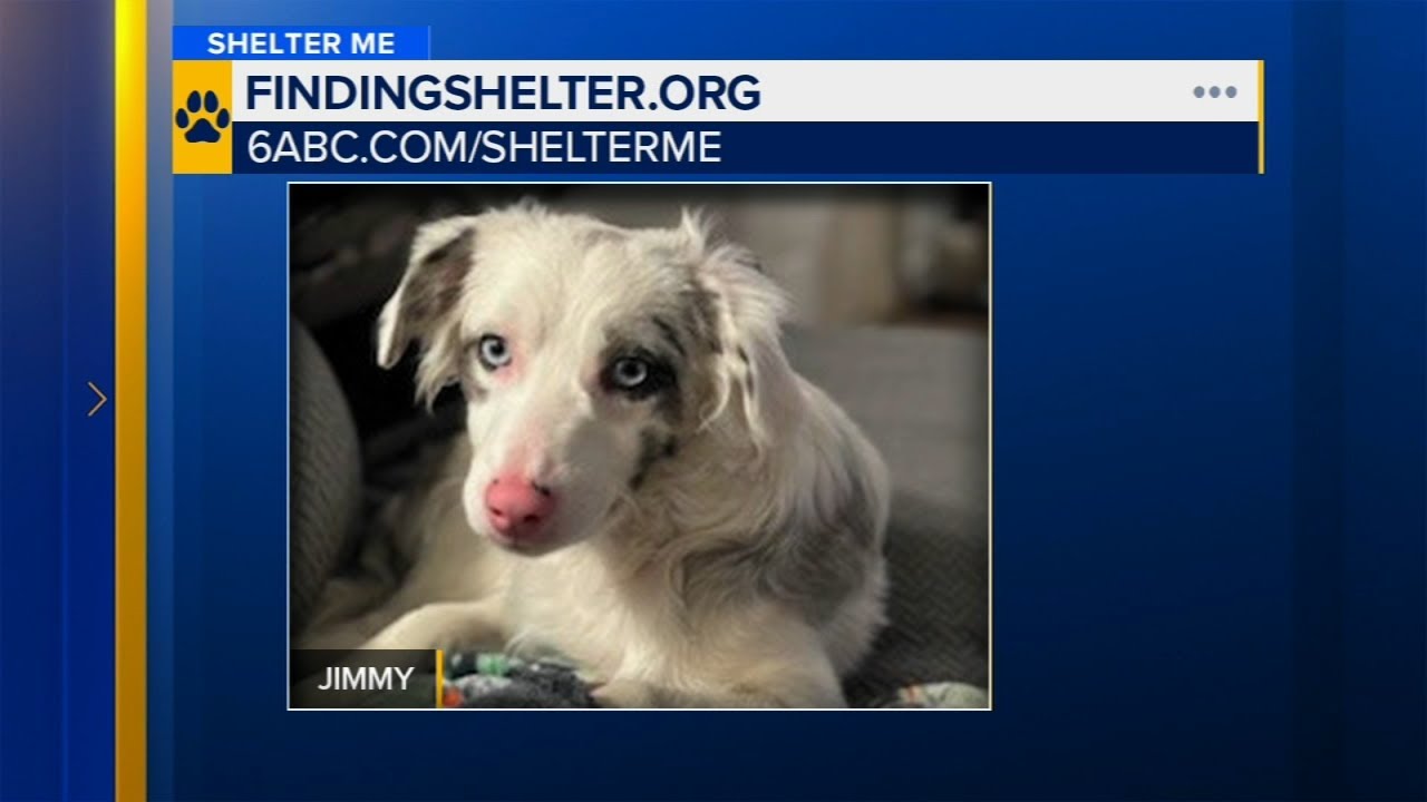 Shelter Me: Meet Jimmy!