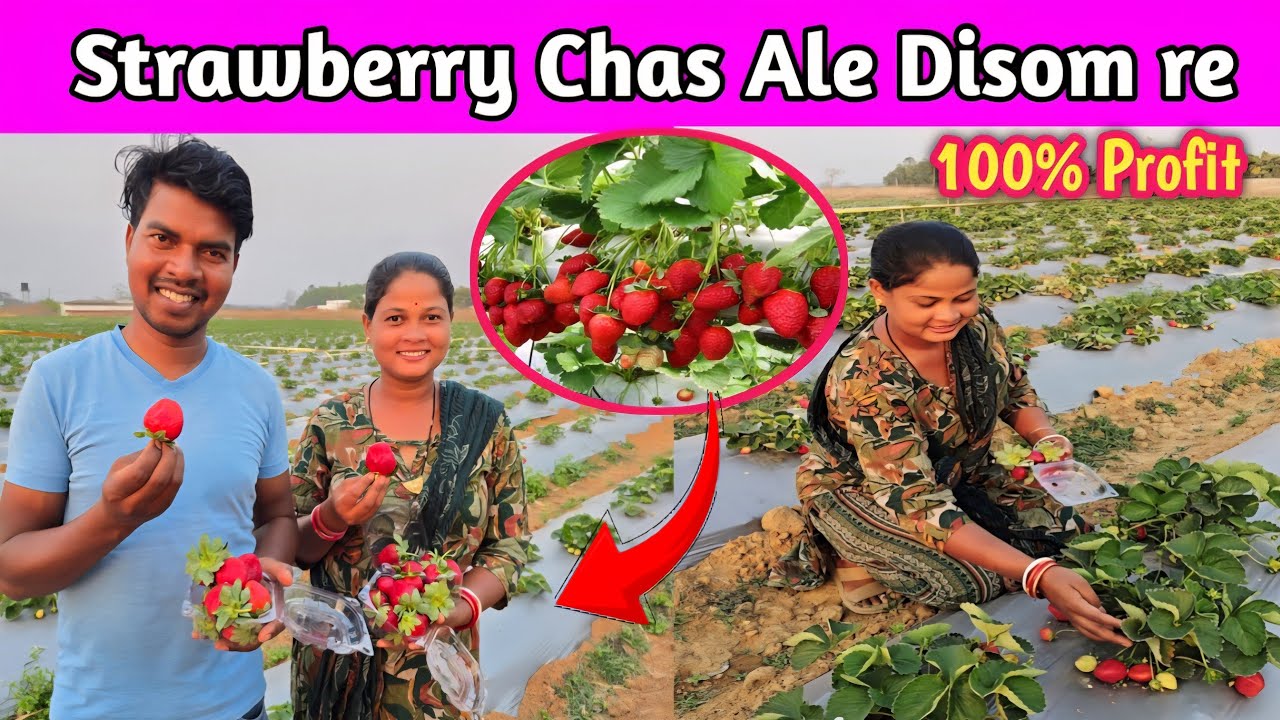 Strawberry 🍓 Bagan nel huyena adi napay chas || Olidihi, Rairangpur, Mayrbhanj, @didiarshuvlog7839 