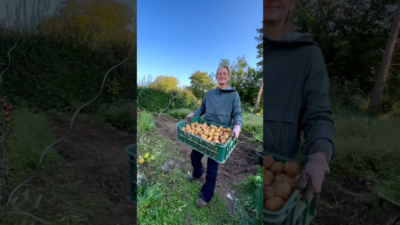 Gute Ernte trotz Supermarkt-Kartoffel? #landleben