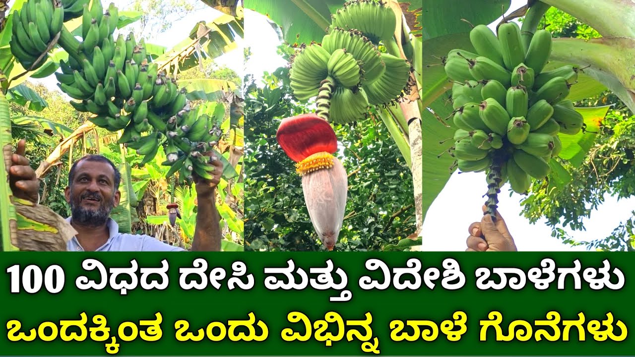 100 ವಿಧದ ದೇಸಿ ಮತ್ತು ವಿದೇಶಿ ಬಾಳೆಗಳು | Different Varieties Of Banana | Banana Farming In Kannada
