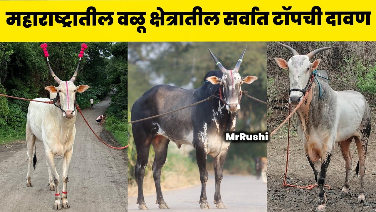 गाई भरवण्यासाठी गरम रक्ताचे महाराष्ट्रातील मोठ्या मापाचे वळू , विपुल ड्रायव्हर रहिमतपूर यांची दावण