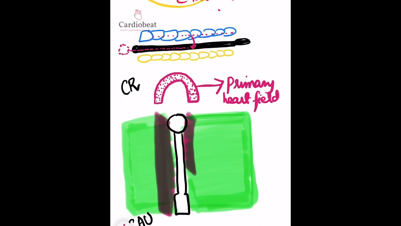 Exploring HEART Fields ~ Development And Embryology Of Heart