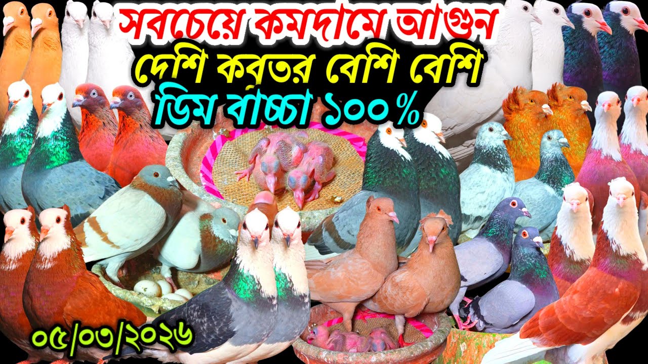 সবচেয়ে কমদামে আগুন দেশি কবুতর বেশি বেশি ডিম বাচ্চা ১০০% একদম খাঁটি দেশি গোল্লা কবুতর বিক্রি হবে