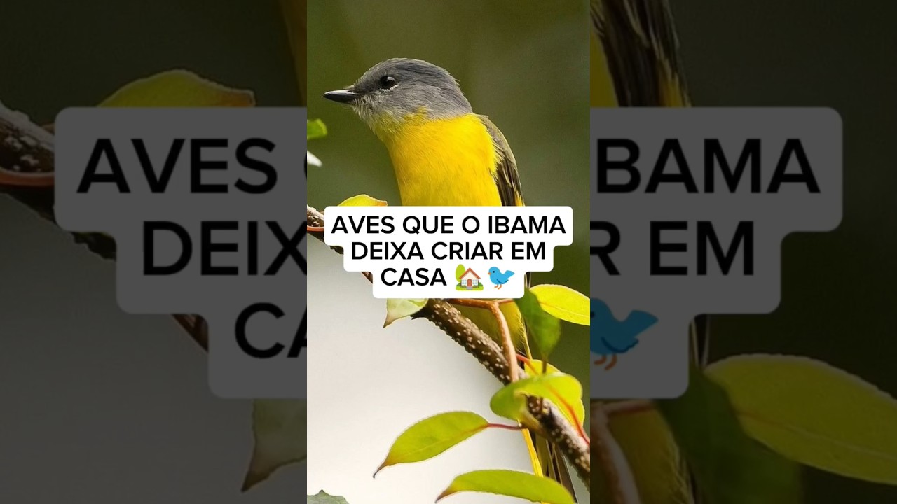 aves que o IBAMA deixa criar em casa#avesdobrasil #passaro #avescantando #bird #ave #cantodepassaros