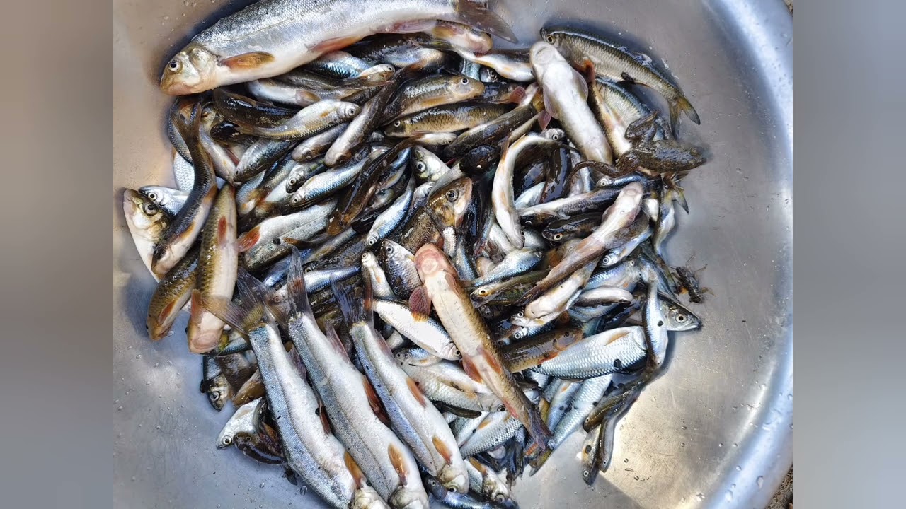 Traditional fishing in the river...family picnic 2026