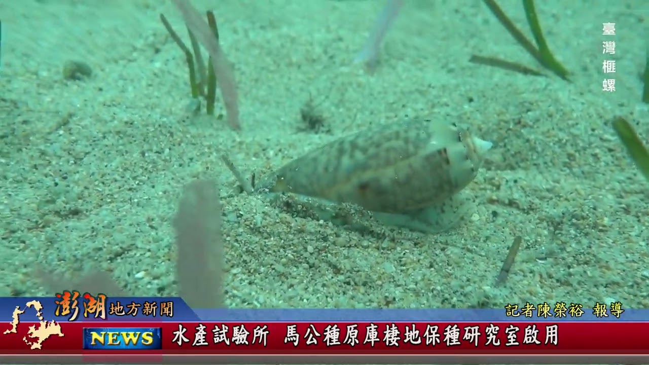 115.3.4地方新聞：水產試驗所 馬公種原庫棲地保種研究室啟用
