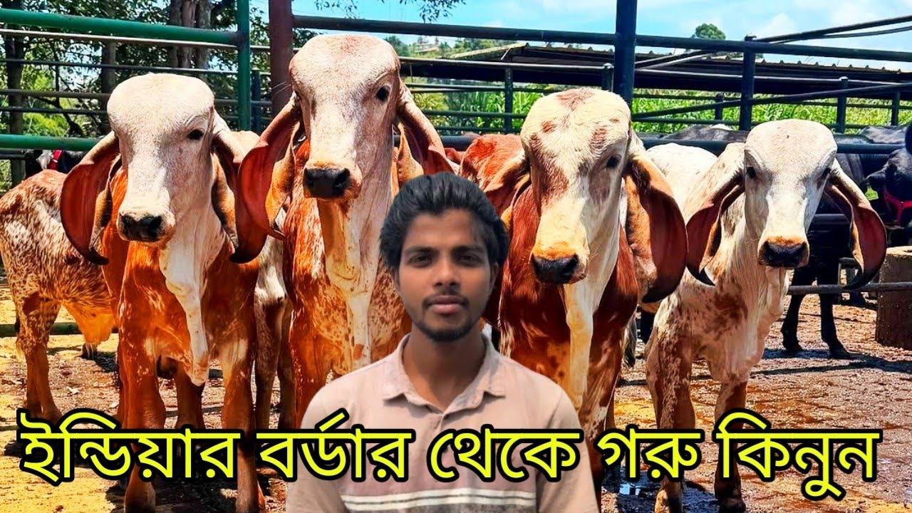 রাকিব ভাইয়ের জীবনের সেরা কালেকশন। সরাসরি ইন্ডিয়া থেকে নিয়ে আসা কিছু গরুর কালেকশন দেখুন