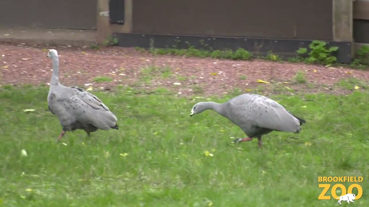Cape Barren Geese