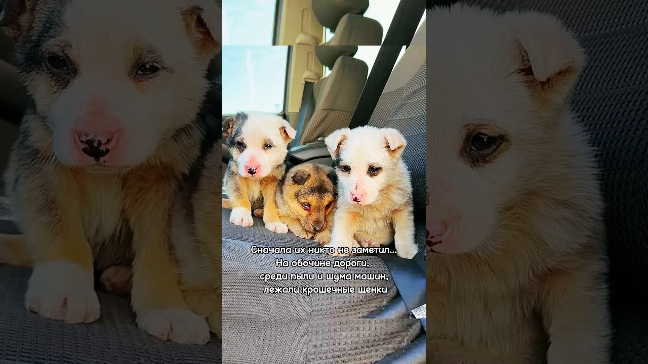 Их выбросили умирать&hellip; но теперь у них есть дом 🐾💛 #dog #dogs #cat #cats #pet #pets #puppies #k9