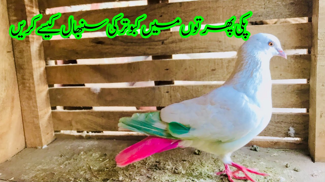 Paki Phirton Main Kabootar Ki Sambhal Kise Kren || Afzaal Pigeons