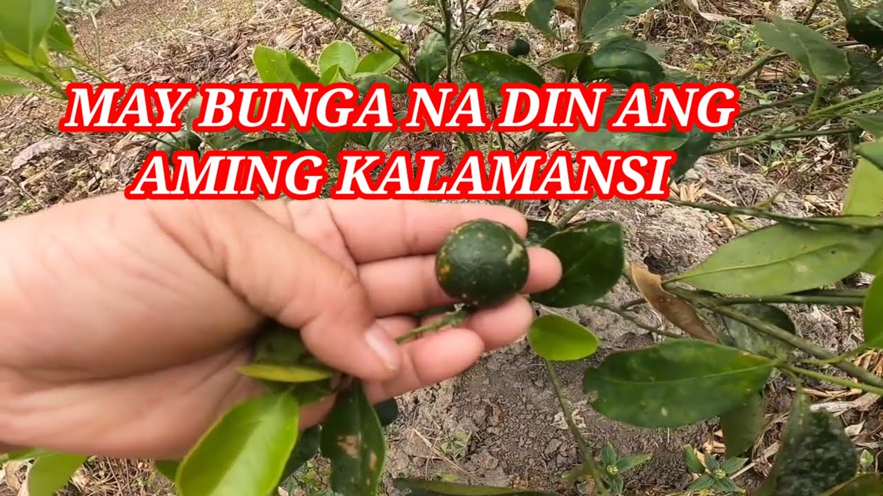 Pinasyalan namin ang aming tanim na mangga at may bunga na din ang aming kalamansi