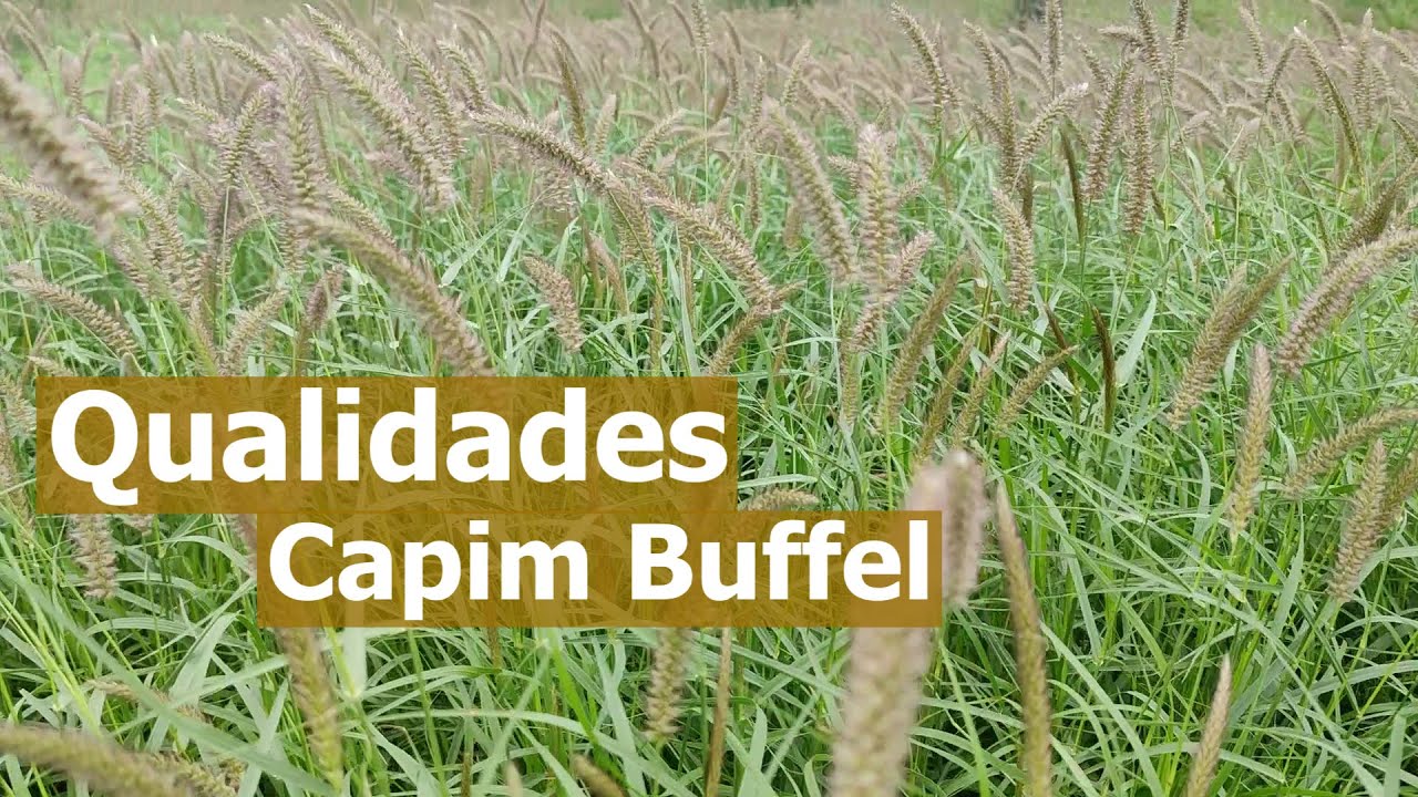 Capim Buffel - Benefícios Para O Pecuarista