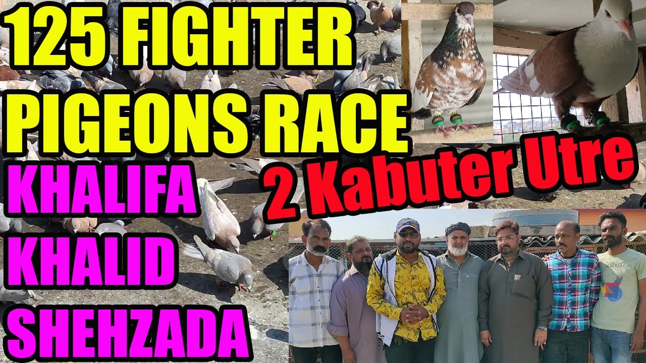 Pigeons Fighting 125 Racing Pigeons Loft |  Khalifa Khalid Shehzada | Catching 2 Pigeon Utre Hunting