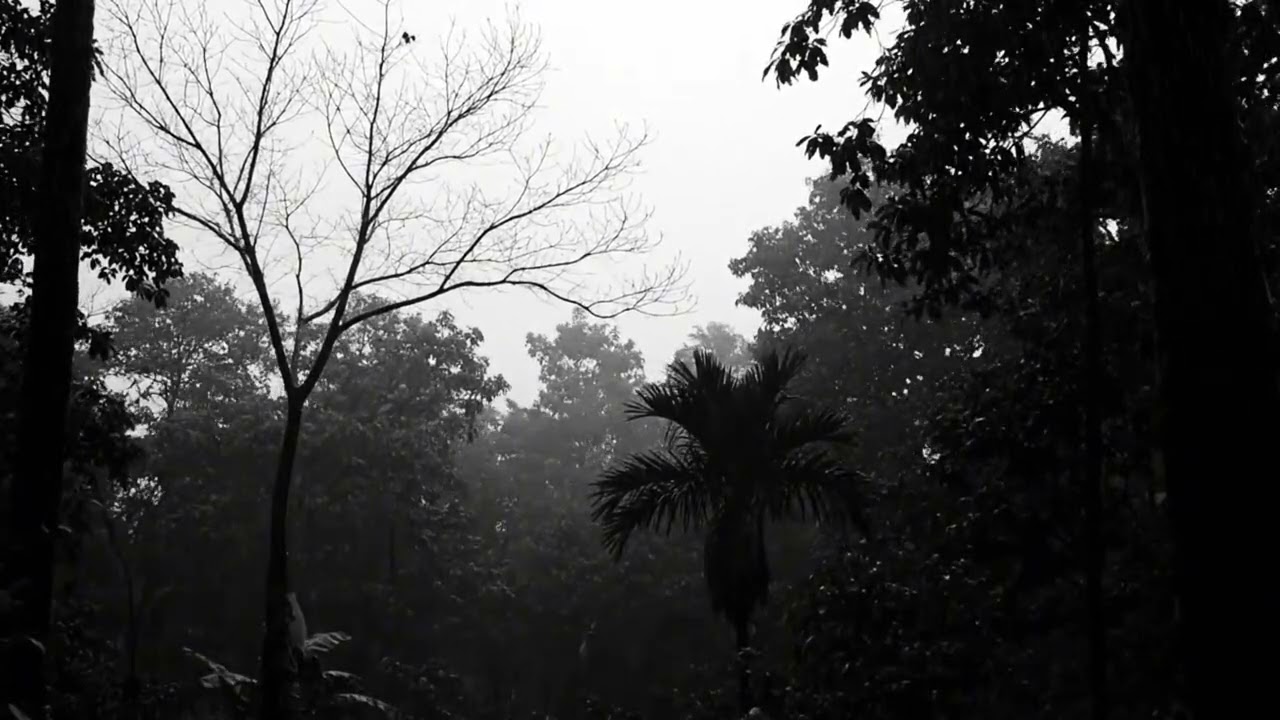 Relaxing Thunderstorm Rainfall in the Forest Ambience for Deep Sleep