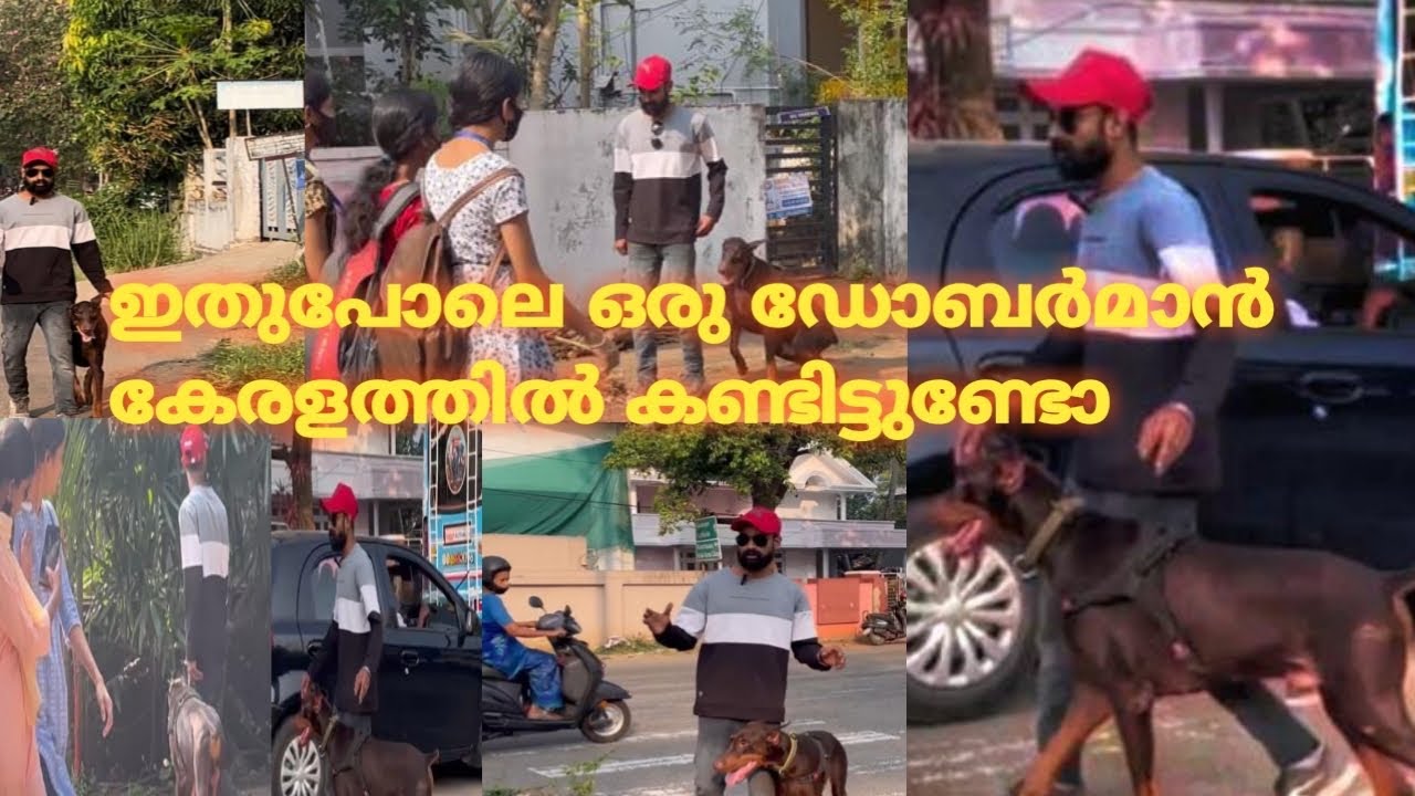 ഇതുപോലൊരു ഡോബർമാൻ കേരളത്തിൽ ആദ്യം
