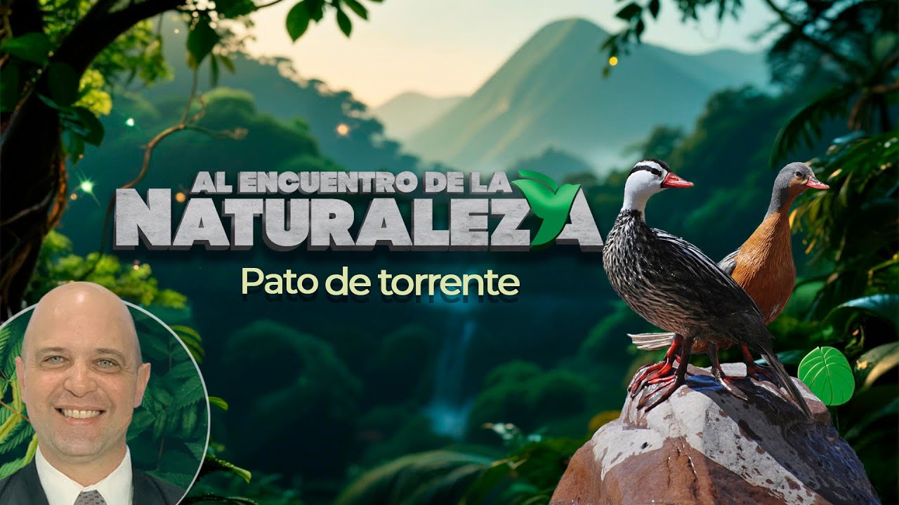 Pato de torrente