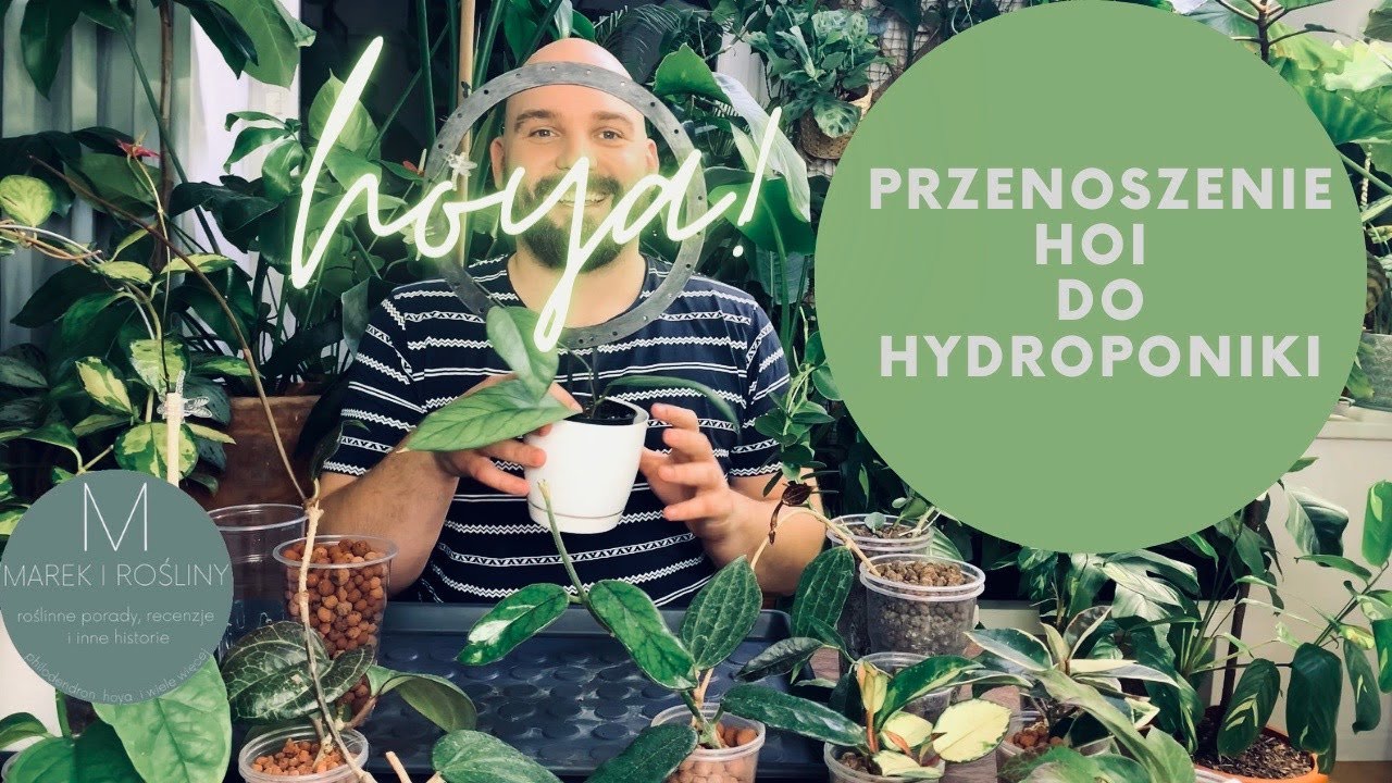 Przenoszenie hoi do hydroponiki. Hoya vitellinoides w keramzycie