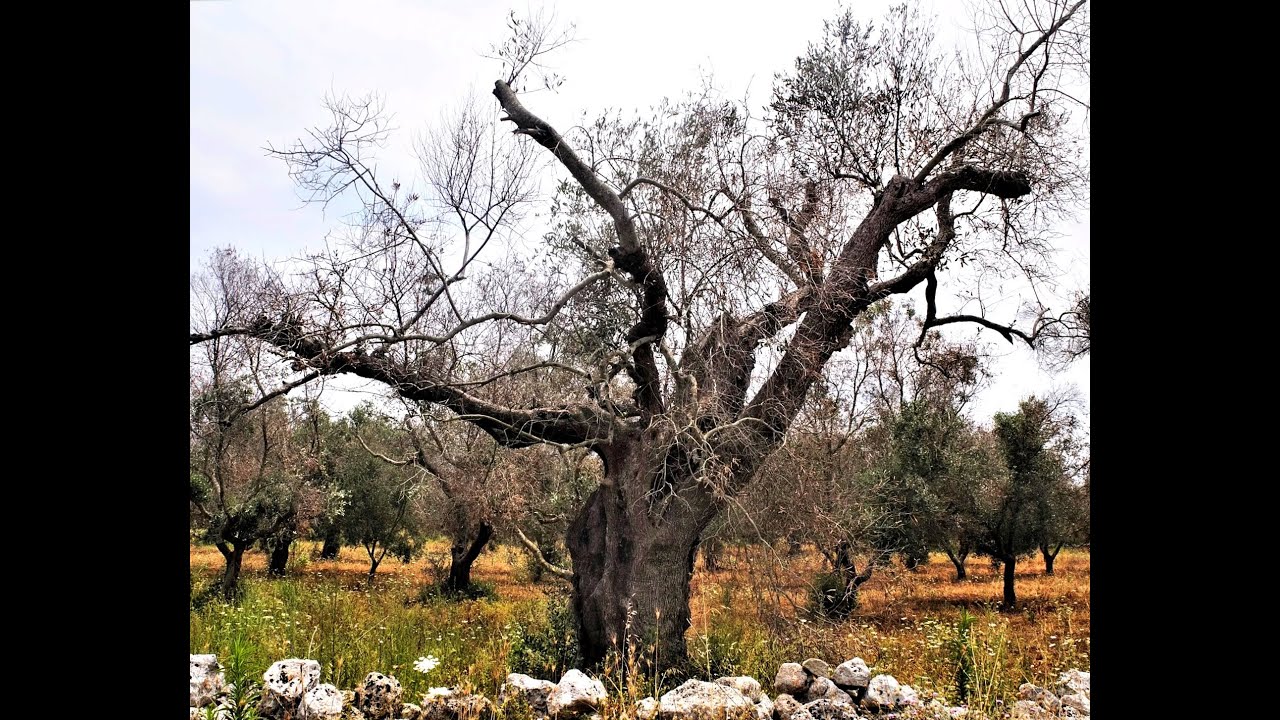 Puglia , (Italy) ... An Olive Tree Disaster ...