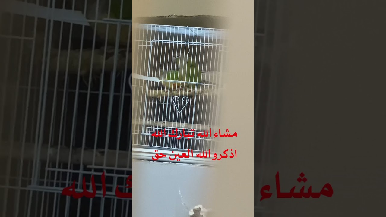 الجزء الاول -- كنيور - Conures @GuidetoGreenCheekConures  من الشراء الى الانتاج بتفصيل