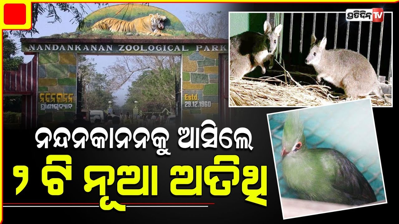 ନନ୍ଦନକାନନ ପ୍ରାଣୀ ଉଦ୍ୟାନକୁ ଆସିଲେ ୪ ନୂଆ ଅତିଥି | four new guests arrive at nandankanan zoo