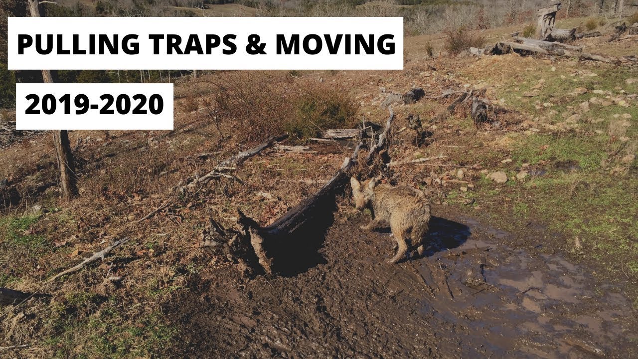 Pulling Traps and Moving Locations for Coyotes