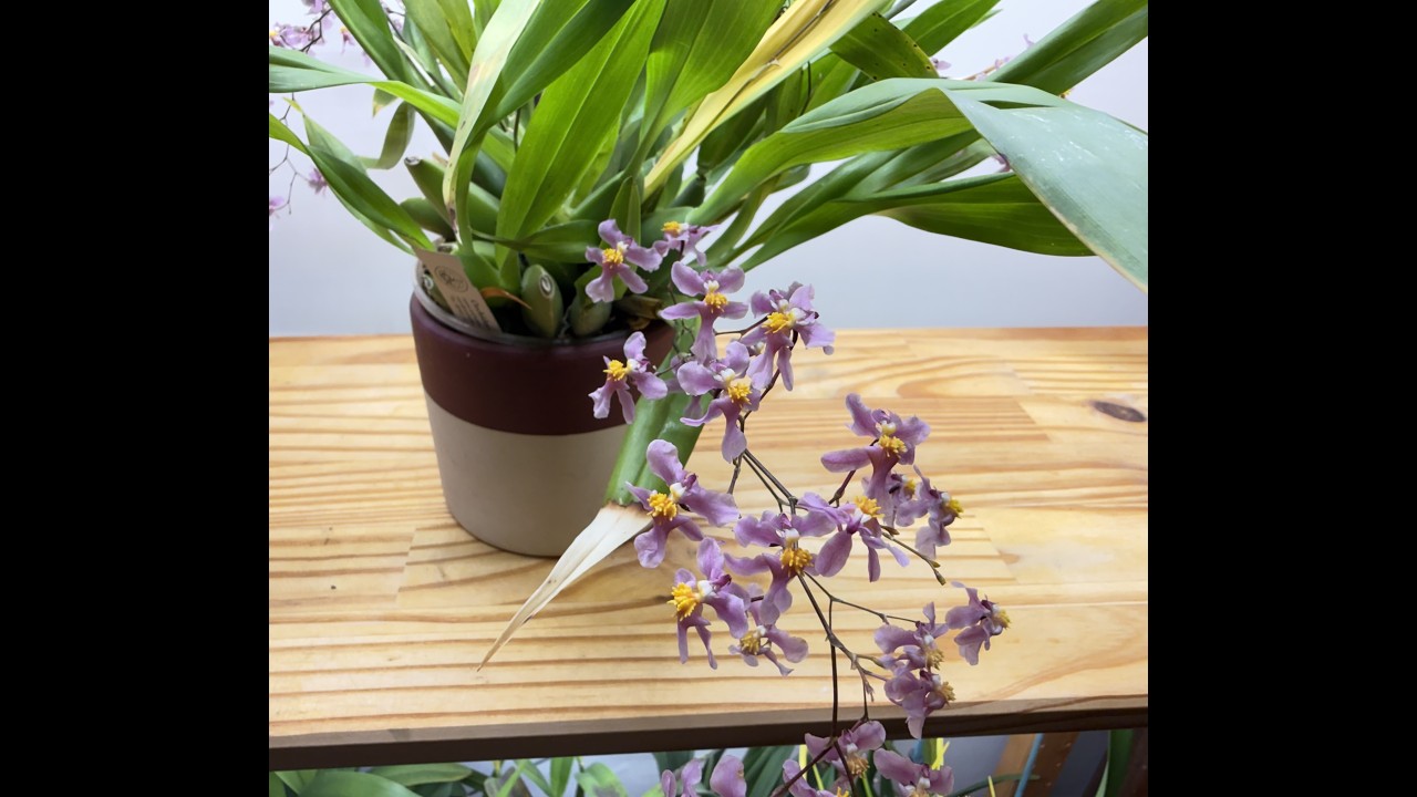 Oncidium sotoanum: beautiful vanilla scent! Orchid bloom, growth and care