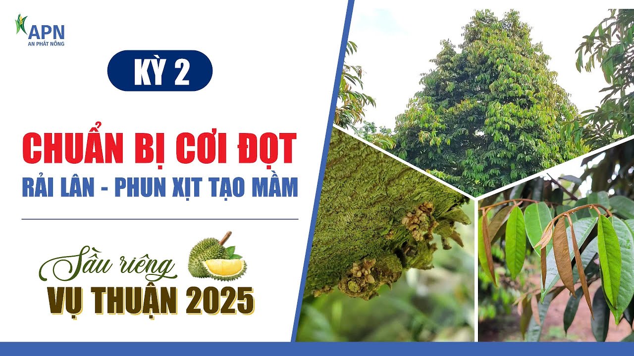 APN - CHUẨN BỊ CƠI ĐỌT, RẢI L&Acirc;N, PHUN XỊT TẠO MẦM | SẦU RI&Ecirc;NG VỤ THUẬN 2025
