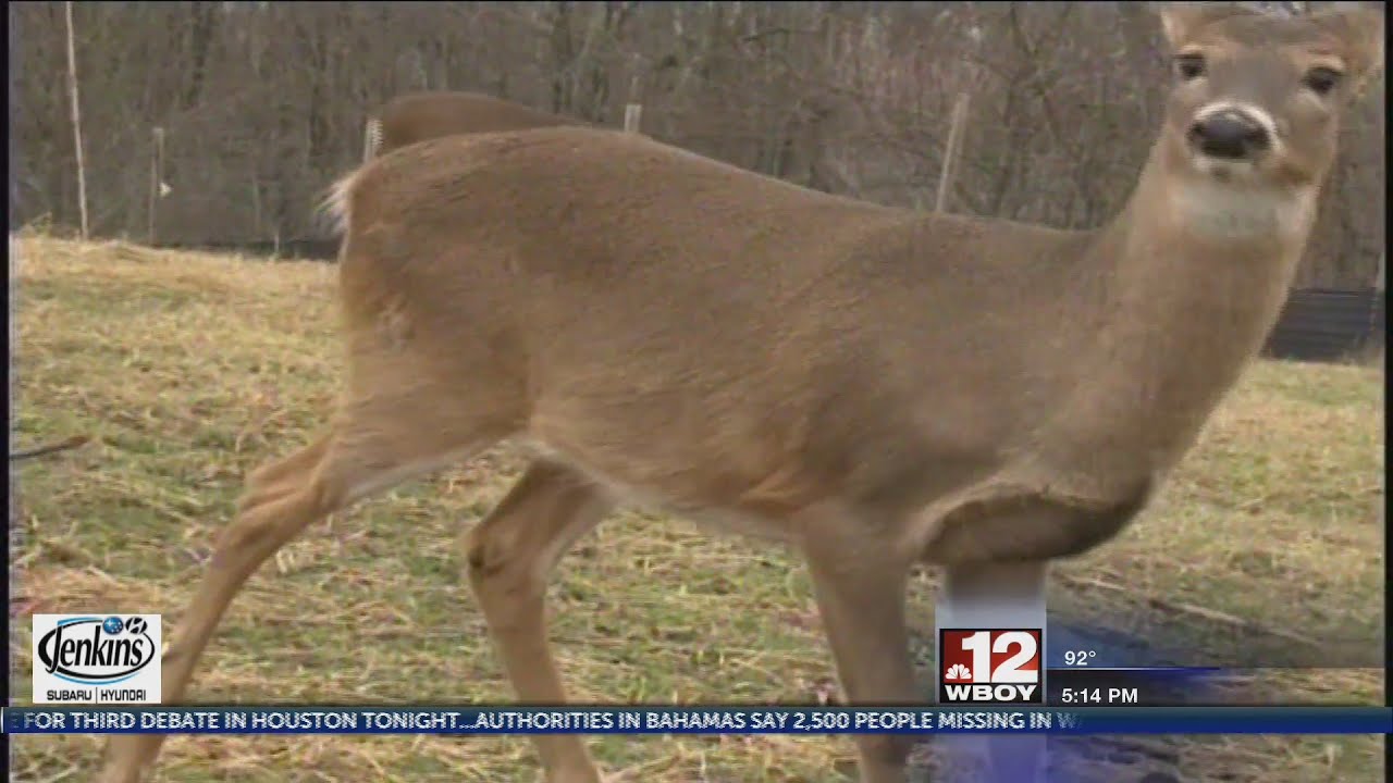 DNR confirms positive EHD test in deer, poses no risk to humans
