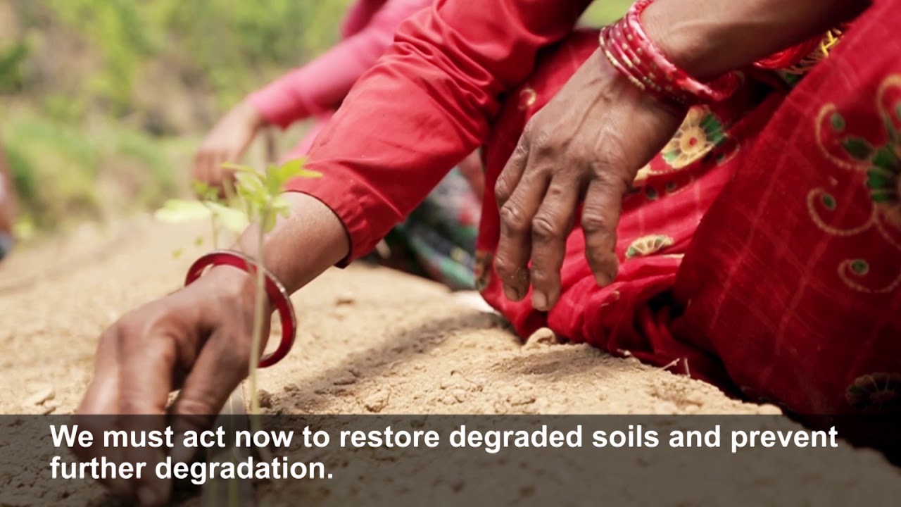 Soil carbon stocks are vital for food production and climate change mitigation