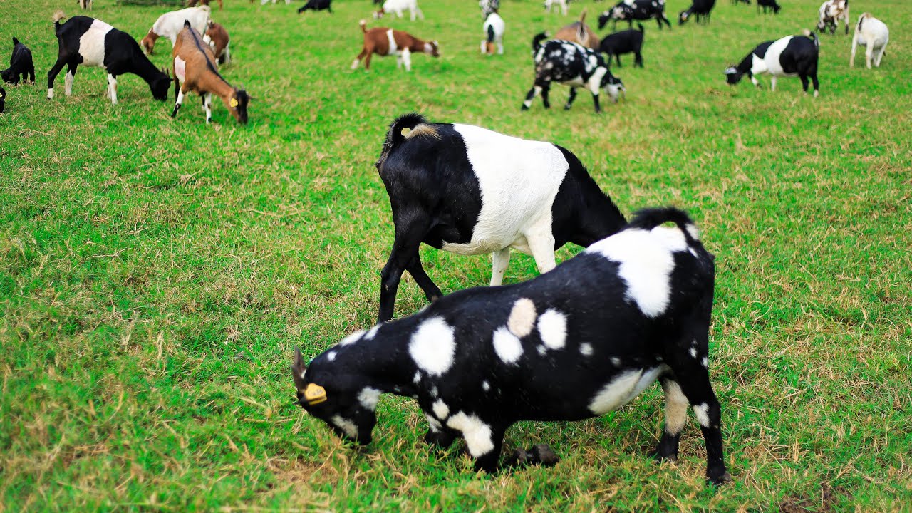 How he Selects the Best Breeds as a Goat Farmer
