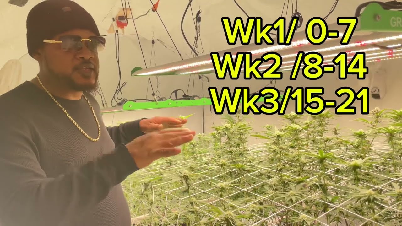 Week 3 of Flower How to Grow Cannabis week by week