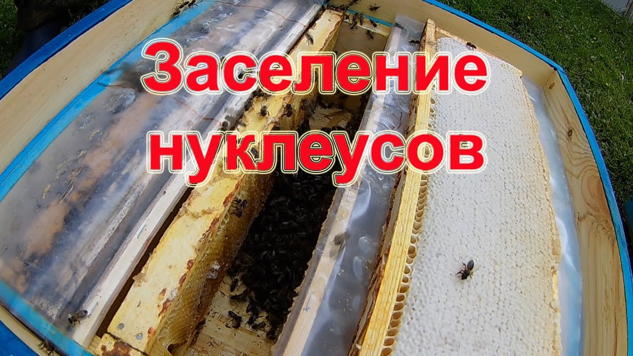 Заселение нуклеусов на 145 мм рамку.