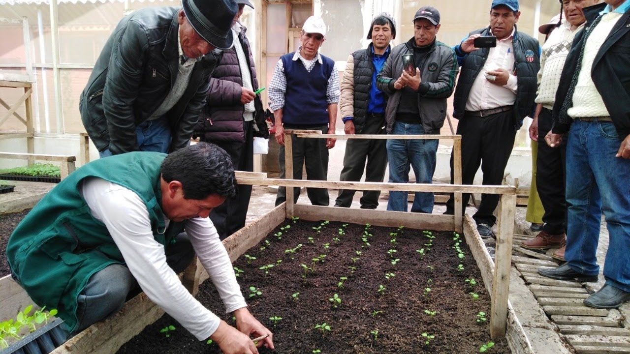 Módulos pre básicos para producción de semilla pre básica de papa con énfasis en la agricultura