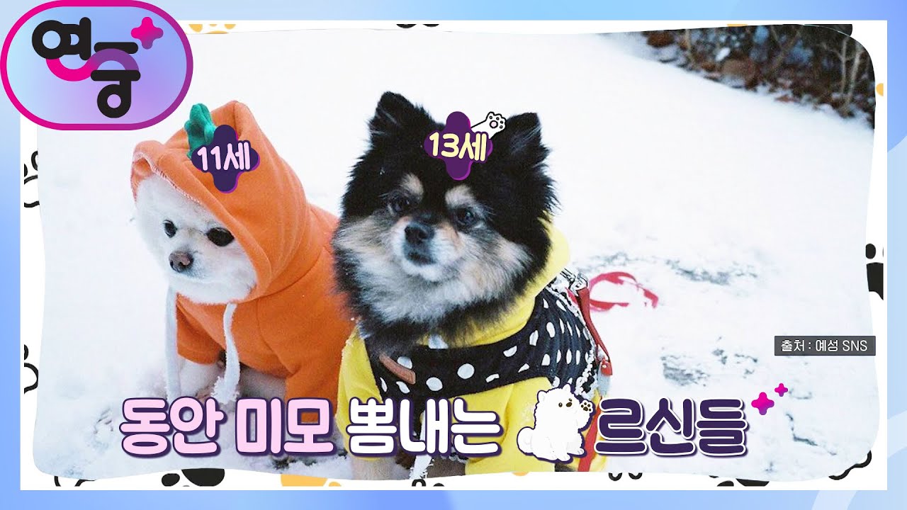 [개릴라 데이트] 10년 넘게 계속된 인연! 예성과 함께 하는 반려견들~! [연중 플러스] | KBS 230126 방송