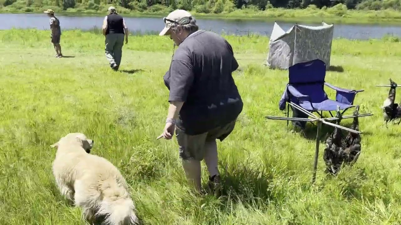 AKC Senior Hunt Test