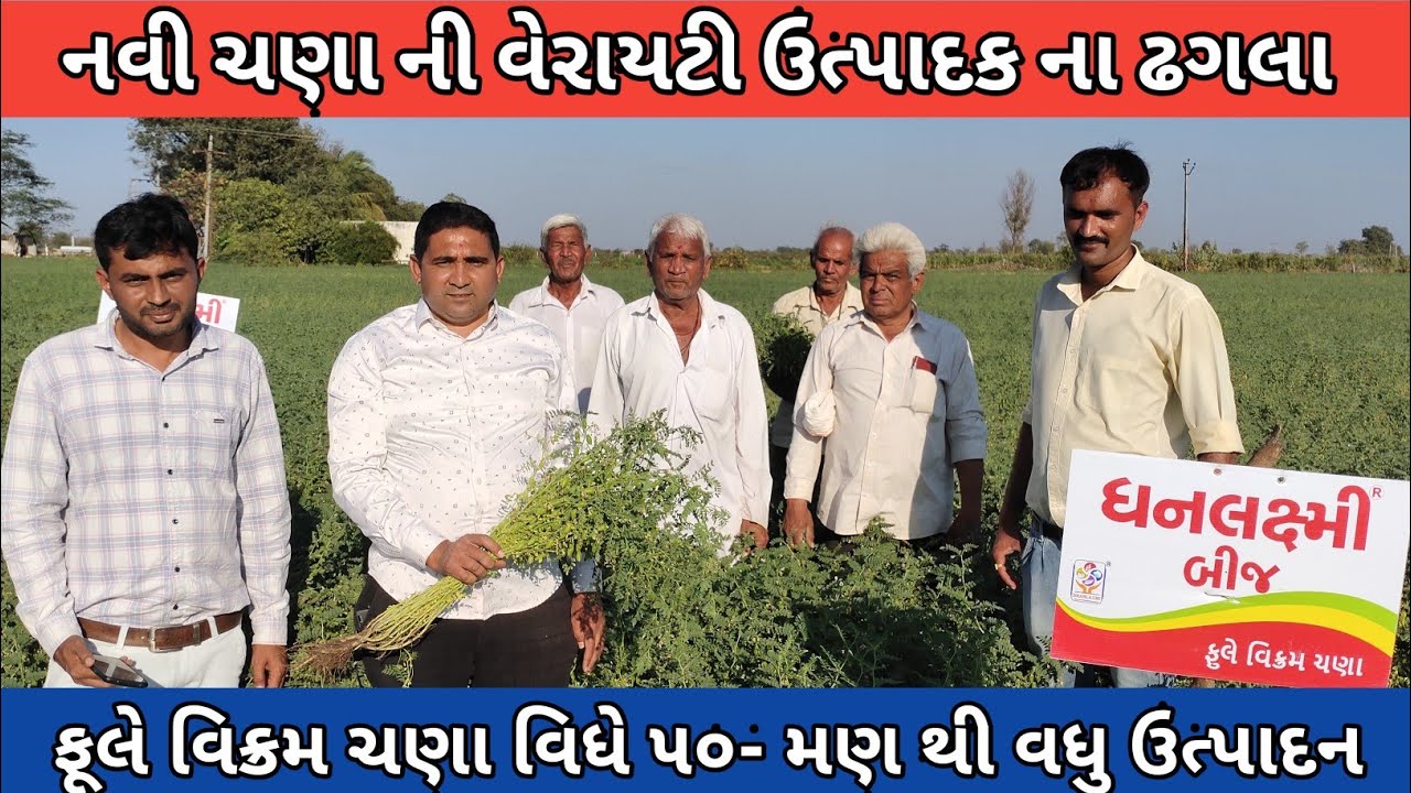 નવી ચણા ની વેરાયટી ખેડૂત થસે માલા માલ  ફૂલે વિક્રમ ચણા | Dhanlaxmi Seed