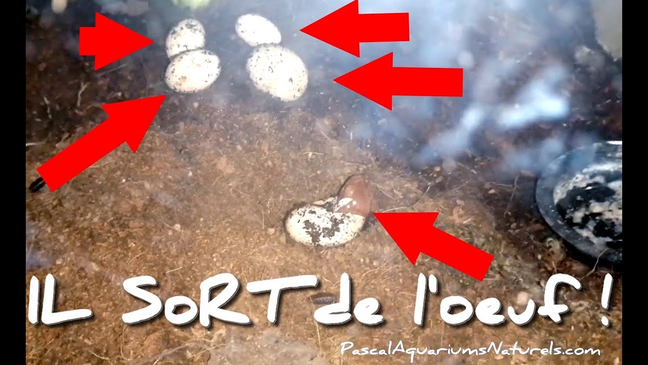 naissance gecko à crête (bébé qui sort d'un oeuf !) - Pascal Aquariums Naturels