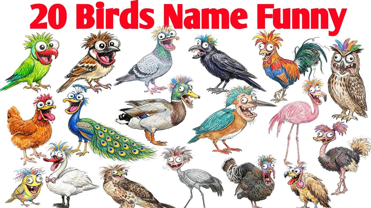 20 birds name hindi english 🪿🦚 | different types of birds Learning video Kids🦩🐓