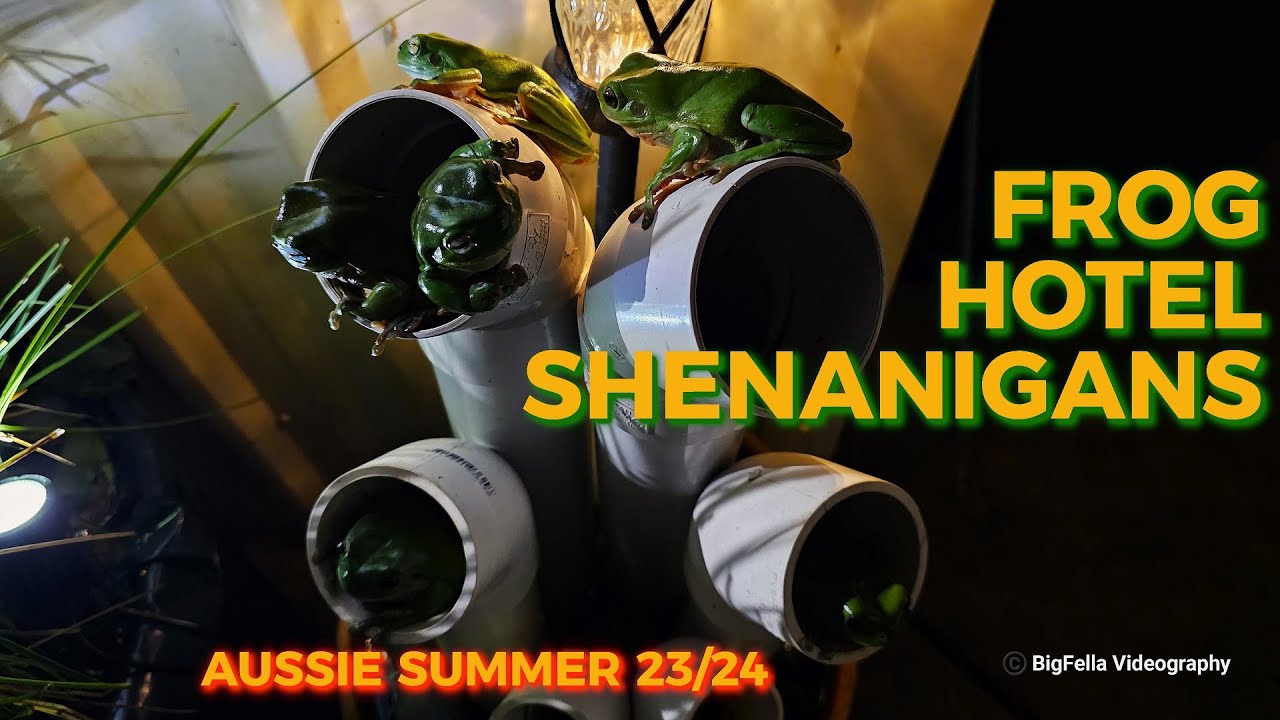 Frog Hotel Shenanigans (Лягушки делают лягушачьи дела)