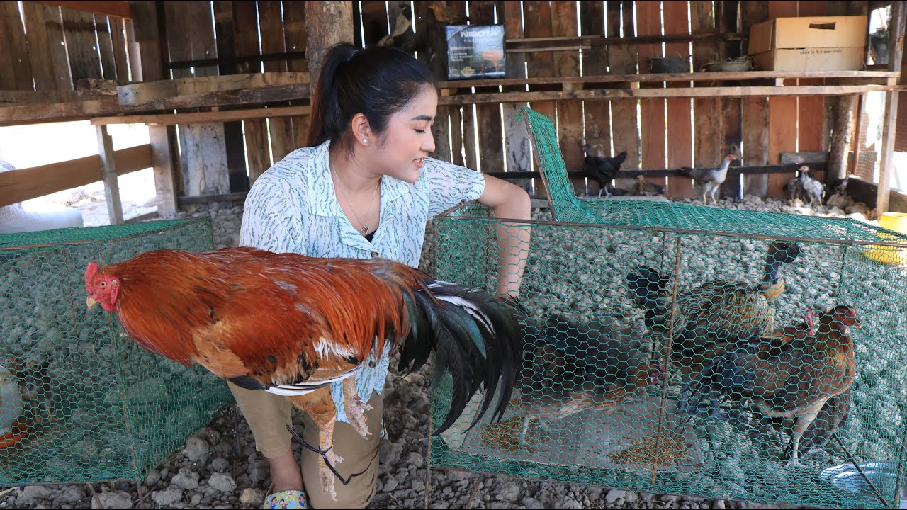 Local chicken is so yummy for cooking / Yummy local chicken recipe / Cooking with Sreypov