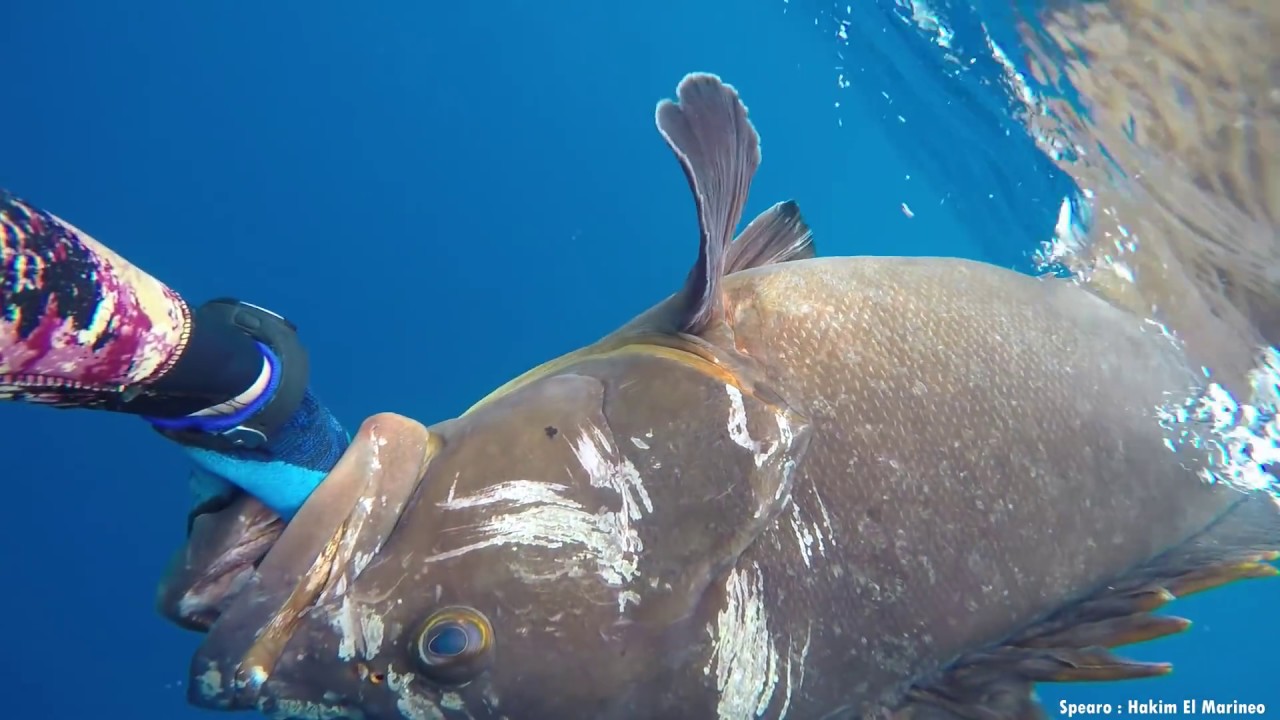 Spearfishing Algeria : Dusky grouper 15,2 kg and Others (gold blotch & mottled grouper)