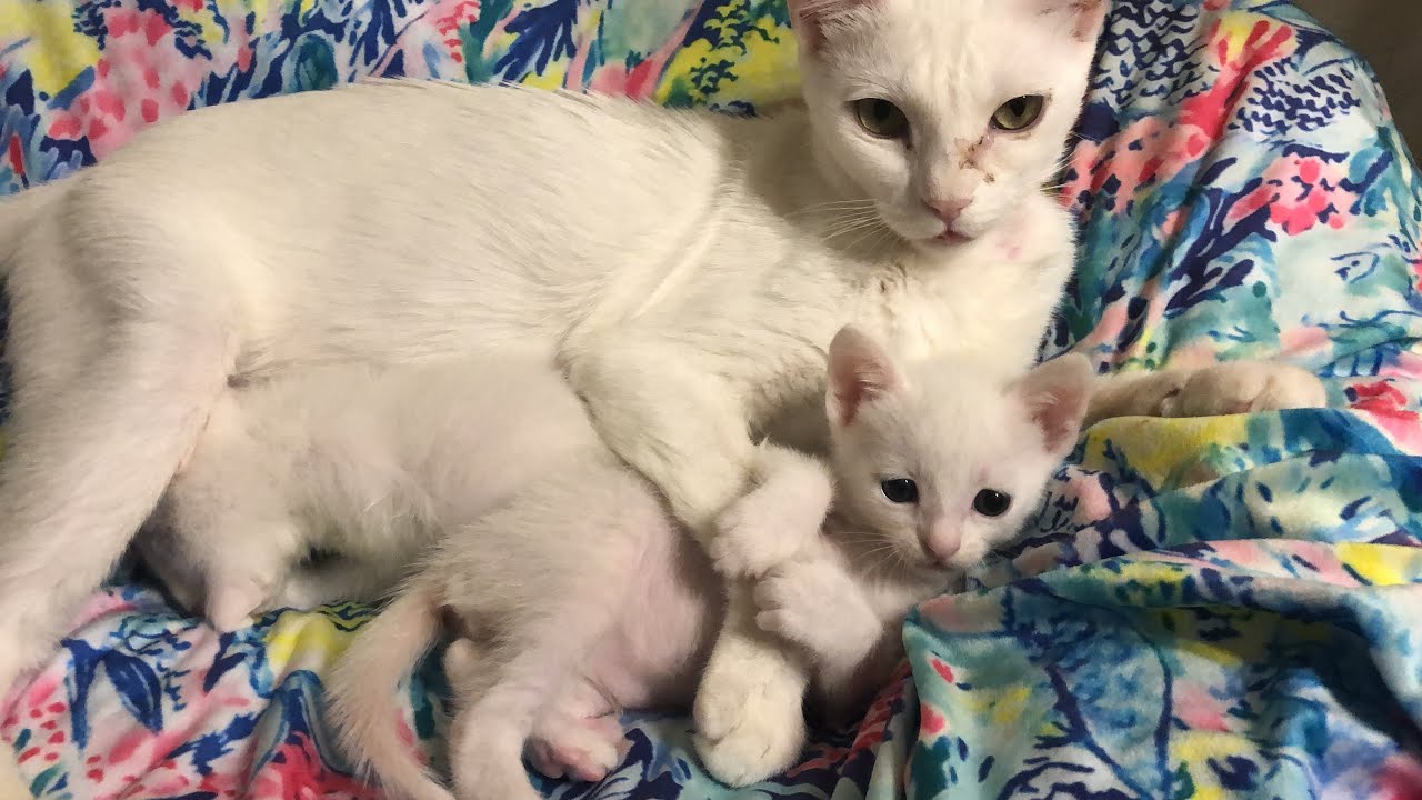 Mama Cat Hugs Kitten “Pinky”